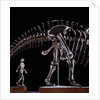 Human Skeleton and Apatosaurus Louisae by Anonymous