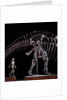Human Skeleton and Apatosaurus Louisae by Anonymous