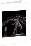 Human Skeleton and Apatosaurus Louisae by Anonymous