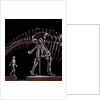 Human Skeleton and Apatosaurus Louisae by Anonymous