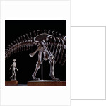 Human Skeleton and Apatosaurus Louisae by Anonymous