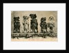 Five Dogs on their Hind Legs Standing in a Row by Anonymous