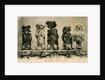 Five Dogs on their Hind Legs Standing in a Row by Anonymous