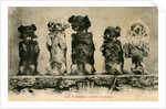 Five Dogs on their Hind Legs Standing in a Row by Anonymous