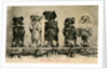 Five Dogs on their Hind Legs Standing in a Row by Anonymous