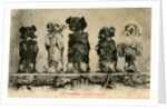 Five Dogs on their Hind Legs Standing in a Row by Anonymous