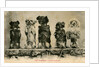 Five Dogs on their Hind Legs Standing in a Row by Anonymous