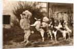 Poodle and Five Dogs Standing on their Hind Legs in a Line by Anonymous