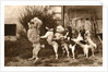 Poodle and Five Dogs Standing on their Hind Legs in a Line by Anonymous