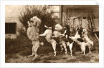 Poodle and Five Dogs Standing on their Hind Legs in a Line by Anonymous
