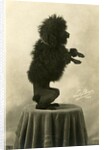 Black Poodle Standing on its Hind Legs on a Table by Anonymous
