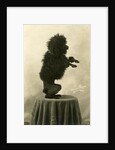 Black Poodle Standing on its Hind Legs on a Table by Anonymous
