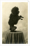 Black Poodle Standing on its Hind Legs on a Table by Anonymous
