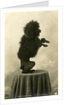 Black Poodle Standing on its Hind Legs on a Table by Anonymous