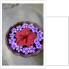 Flowers Floating in Bowl of Water by Anonymous
