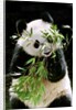 Giant Panda Eating Bamboo by Anonymous