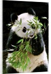 Giant Panda Eating Bamboo by Anonymous