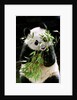 Giant Panda Eating Bamboo by Anonymous