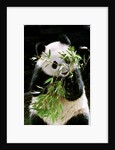 Giant Panda Eating Bamboo by Anonymous