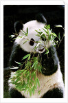 Giant Panda Eating Bamboo by Anonymous