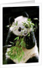 Giant Panda Eating Bamboo by Anonymous