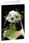Giant Panda Eating Bamboo by Anonymous