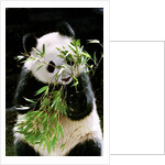 Giant Panda Eating Bamboo by Anonymous