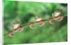 Red-Eyed Tree Frogs on Branch by Anonymous