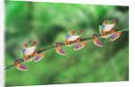 Red-Eyed Tree Frogs on Branch by Anonymous