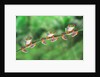 Red-Eyed Tree Frogs on Branch by Anonymous