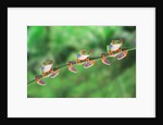 Red-Eyed Tree Frogs on Branch by Anonymous