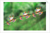 Red-Eyed Tree Frogs on Branch by Anonymous