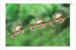 Red-Eyed Tree Frogs on Branch by Anonymous