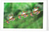 Red-Eyed Tree Frogs on Branch by Anonymous