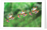 Red-Eyed Tree Frogs on Branch by Anonymous