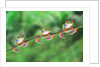 Red-Eyed Tree Frogs on Branch by Anonymous