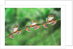 Red-Eyed Tree Frogs on Branch by Anonymous