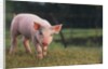 Yorkshire and Hampshire Mixed Breed Piglet by Anonymous
