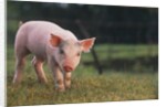 Yorkshire and Hampshire Mixed Breed Piglet by Anonymous