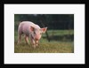 Yorkshire and Hampshire Mixed Breed Piglet by Anonymous