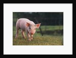 Yorkshire and Hampshire Mixed Breed Piglet by Anonymous