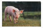 Yorkshire and Hampshire Mixed Breed Piglet by Anonymous