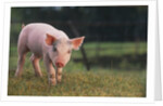 Yorkshire and Hampshire Mixed Breed Piglet by Anonymous