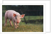 Yorkshire and Hampshire Mixed Breed Piglet by Anonymous
