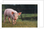 Yorkshire and Hampshire Mixed Breed Piglet by Anonymous