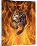 Tiger Running Through Flames by Anonymous