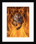 Tiger Running Through Flames by Anonymous