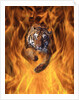 Tiger Running Through Flames by Anonymous