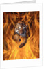 Tiger Running Through Flames by Anonymous