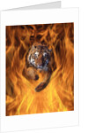 Tiger Running Through Flames by Anonymous
